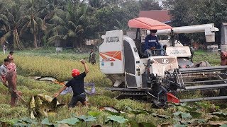 People Catching Fish While Rice Cutting By Machine [upl. by Enyamrahs]