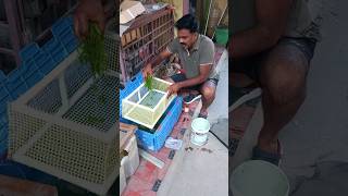 Tiger Barb Breeding Day  2 Part  2 [upl. by Margy]