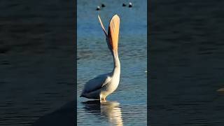 White Pelican Yawning Too Tired to Migrate Across Texas Staying with New Best Bud the White Crain [upl. by Bryanty]