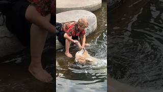 Grandma and Goldie keeping each other company shortvideo animals healing dog pets love [upl. by Archaimbaud347]