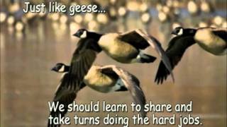 Geese teamworkmov [upl. by Yelyac]