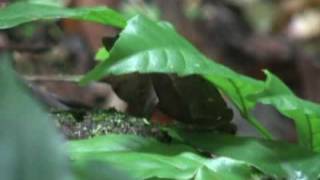 Bufo Rhinella magnussoni calling [upl. by Aikyt637]