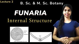 FUNARIA  Internal Structure  in Hindi  Botany  B Sc amp M Sc [upl. by Nylekoorb]