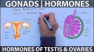 Gonads and Hormones [upl. by Alburga82]