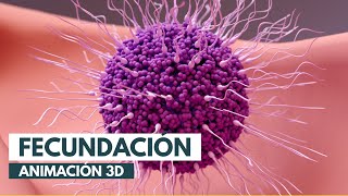 Cómo se produce la fecundación  Animación 3D [upl. by Cardinal894]