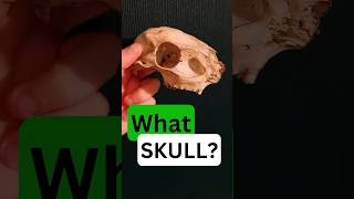 Whos SKULL was this mammals nature wildlife [upl. by Dmitri]