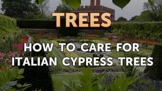 How to Care for Italian Cypress Trees [upl. by Ahsienak]