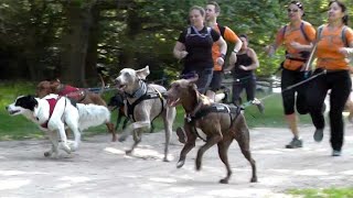 Canicross cross country running with dogs [upl. by Pascoe483]