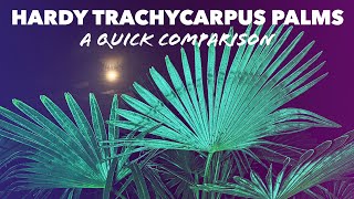 Trachycarpus Fortunei amp Wagnerianus Hardy Palms  a Quick Comparison [upl. by Leonanie]