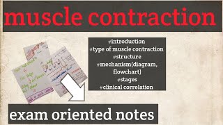 muscle contractionmechanism of muscle contraction physiology [upl. by Isnan]