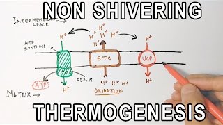 Mechanism of NonShivering Thermogenesis [upl. by Kirstin]