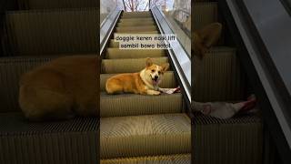 dog goes up escalator carrying bottle dog shorts doglover pets [upl. by Lhadnek]