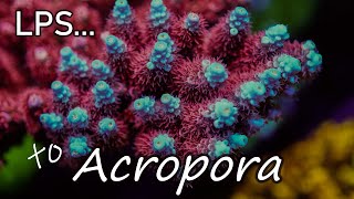 Intro to Acropora Coral Care  The Modern Reefers Predicament  SPS [upl. by Bergman]