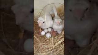 White Crested Society Finch Foster A Gouldian Finch Baby fosterparent finchs gouldianfinch [upl. by Imefulo]