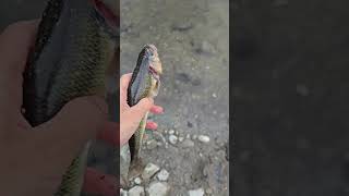 Fallfish or Creek Chub irespectfish fishing inshore fish [upl. by Aicened791]