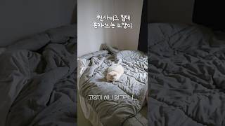 내 침대에서 좀 나와줄래 고양이 [upl. by Einnov812]