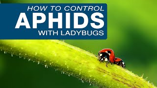 Tips for Attracting Ladybugs in Your Garden [upl. by Boehmer]