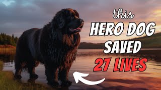 Newfoundland Facts The Hero Dog Who Saved 27 People [upl. by Floyd]