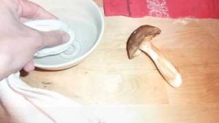 Limpieza de una seta comestible Boletus edulis [upl. by Muhan]