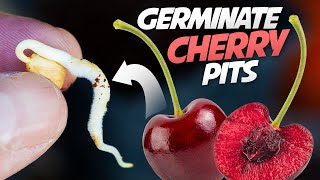 How To Germinate Cherry Seeds That Works every Time  Growing Cherry Trees From Seeds [upl. by Nueoras152]