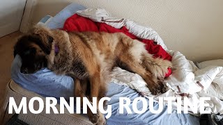 MORNING ROUTINE WITH MY LEONBERGER DOG leonberger dogvlogs animals [upl. by Beckett]