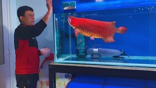 Feeding my Giant Arowana Fish  Monster Red Arowana and Oscar Cichlids [upl. by Nudd]