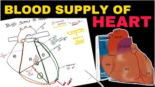 Blood Supply of Heart  Coronary Circulation  Easy Concepts  Thorax Anatomy [upl. by Stace184]