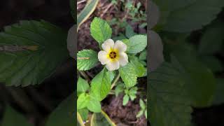 Turnera subulata flower  home gardening [upl. by Osi793]