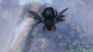 🐝 Abejorro carpintero europeo abeja azul Xylocopa violacea  Macho de abejorro sanjuanero 🐝 [upl. by Retloc]