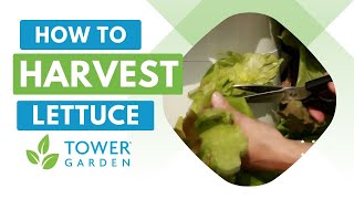 How to Harvest Your Tower Garden® Lettuce [upl. by Nennerb]