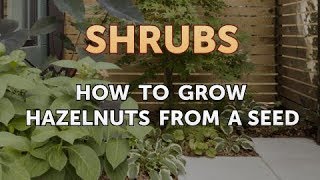 How to Grow Hazelnuts From a Seed [upl. by Zirtaeb]