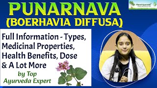 Punarnava Boerhavia diffusa Full Information  Types Medicinal Properties Health Benefits Dose [upl. by Letnahs]