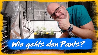 S01E05  Woche 4 Cannabis Grow [upl. by Nottus356]