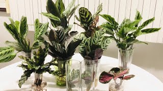 Calathea Ctenanthe amp Maranta In Water Culture [upl. by Enrahs625]