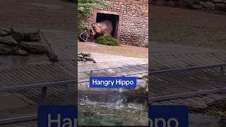 Hippo Charges Keeper in a Zoo [upl. by Kolb878]