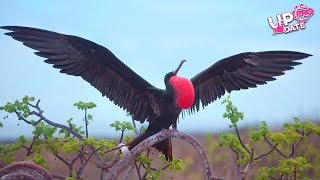 Menakjubkan 4 BURUNG DENGAN KEMAMPUAN TERBANG PALING CEPAT DI DUNIA UpdatePro [upl. by Albright]