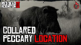 Collared Peccaries skinned  Collared Peccary Location Red Dead Online  Daily Challenges RDR2 [upl. by Aelram670]