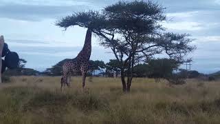 Safari Morning Drive in Beautiful part of South africa rhino viral southafrica gamereserve [upl. by Ulita]