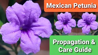 Mexican Petunia Guide  R Simplex Propagation amp Care [upl. by Gower581]