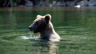 Experience Alaskas Brown Bears Up Close Big River Lakes Fly Out amp Salmon Fishing [upl. by Ozneral53]