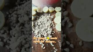 1K lemon seeds  seeds ready for nursery plant lemon seeds LemonFarming idealagricenter [upl. by Philo]