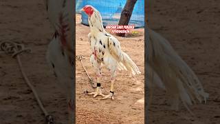 Harsha gari punjulu top quality breed available pandem rooster topquality [upl. by Zoarah]