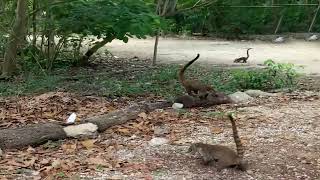 A lot of Coatis [upl. by Ilera]