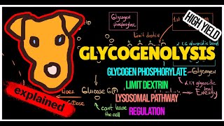 Glycogenolysis pathway Regulation of Glycogen breakdown Lysosomal pathway [upl. by Whitehurst406]