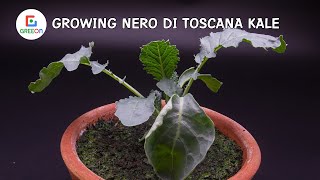 Growing Nero Di Toscana Kale Time Lapse 28 Days [upl. by Adieren722]