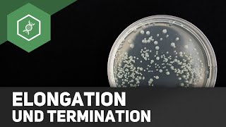 DNA Replikation  Elongation und Termination [upl. by Filippa533]