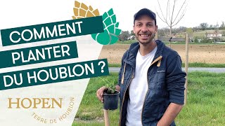 Comment planter du houblon  🌱 [upl. by Donahoe]