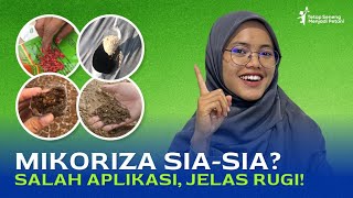 CARA APLIKASI MIKORIZA YANG TEPAT  HATIHATI SALAH APLIKASI BISA RUGI [upl. by Evslin]