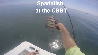 Spade Fishing Chesapeake Bay Bridge Tunnel [upl. by Guadalupe]