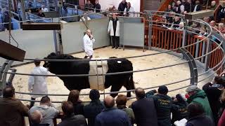 Belted Galloway and White Galloway Show amp Sale 4 [upl. by Ailla354]